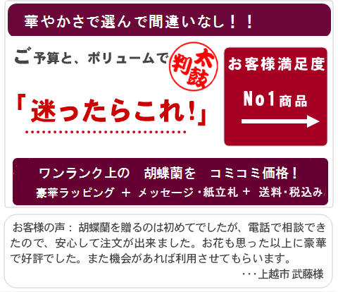 選挙事務所用のお花に迷ったら、胡蝶蘭「みやび」が店長のおすすめ