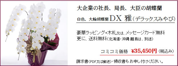 上場祝いにお花を贈るときのポイント 胡蝶蘭通販 サライ