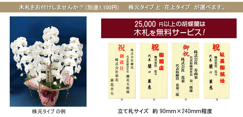 就任祝い 胡蝶蘭販売netは お祝い用の花を届けるプロの花屋 サライのお店